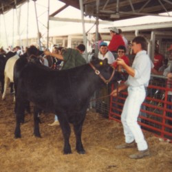1990 Cattle Judging Dvd Jewell.jpg