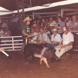 1970s hog show.jpg